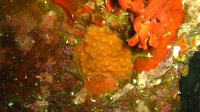 105 Schizomavelle bosselée (Schizomavella mamillata)